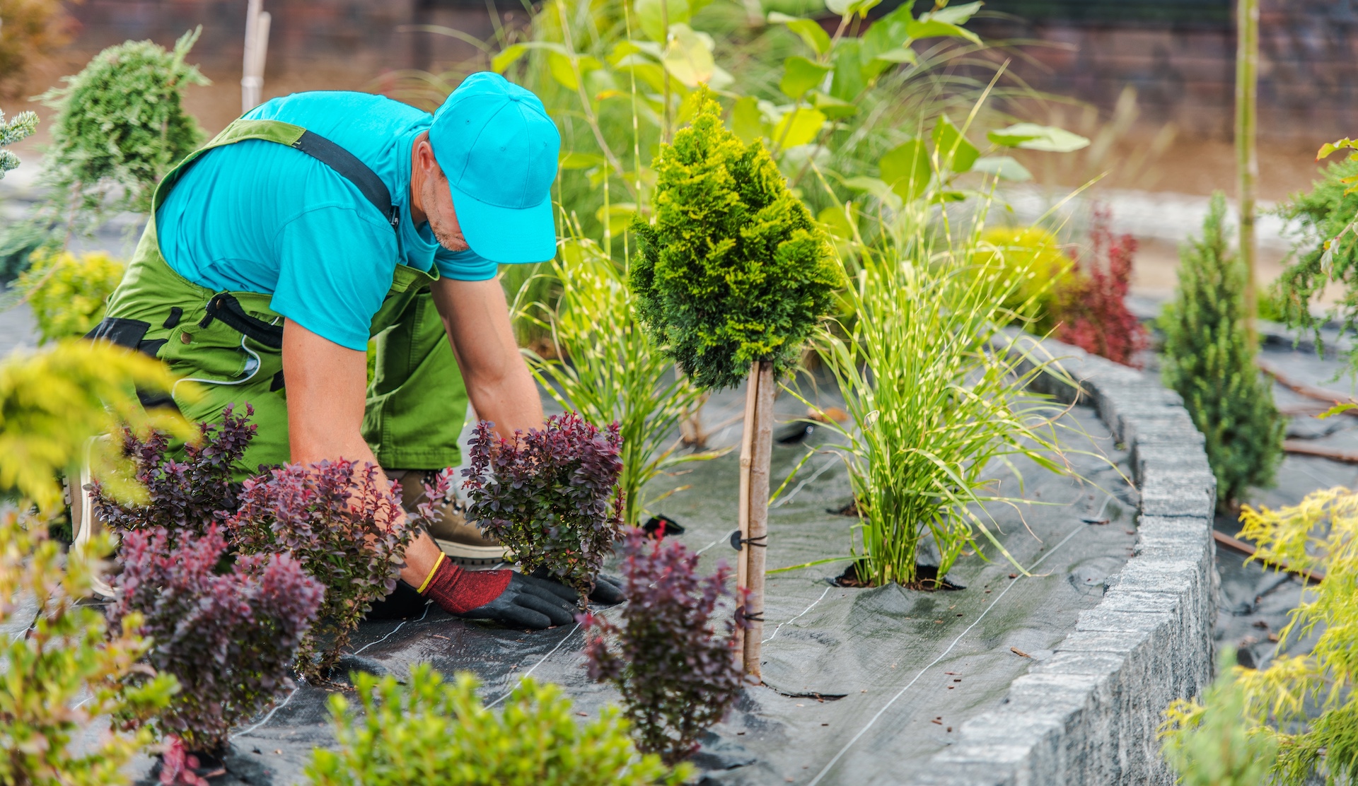 Total Care Montana landscaper installing plants in Kalispell Montana